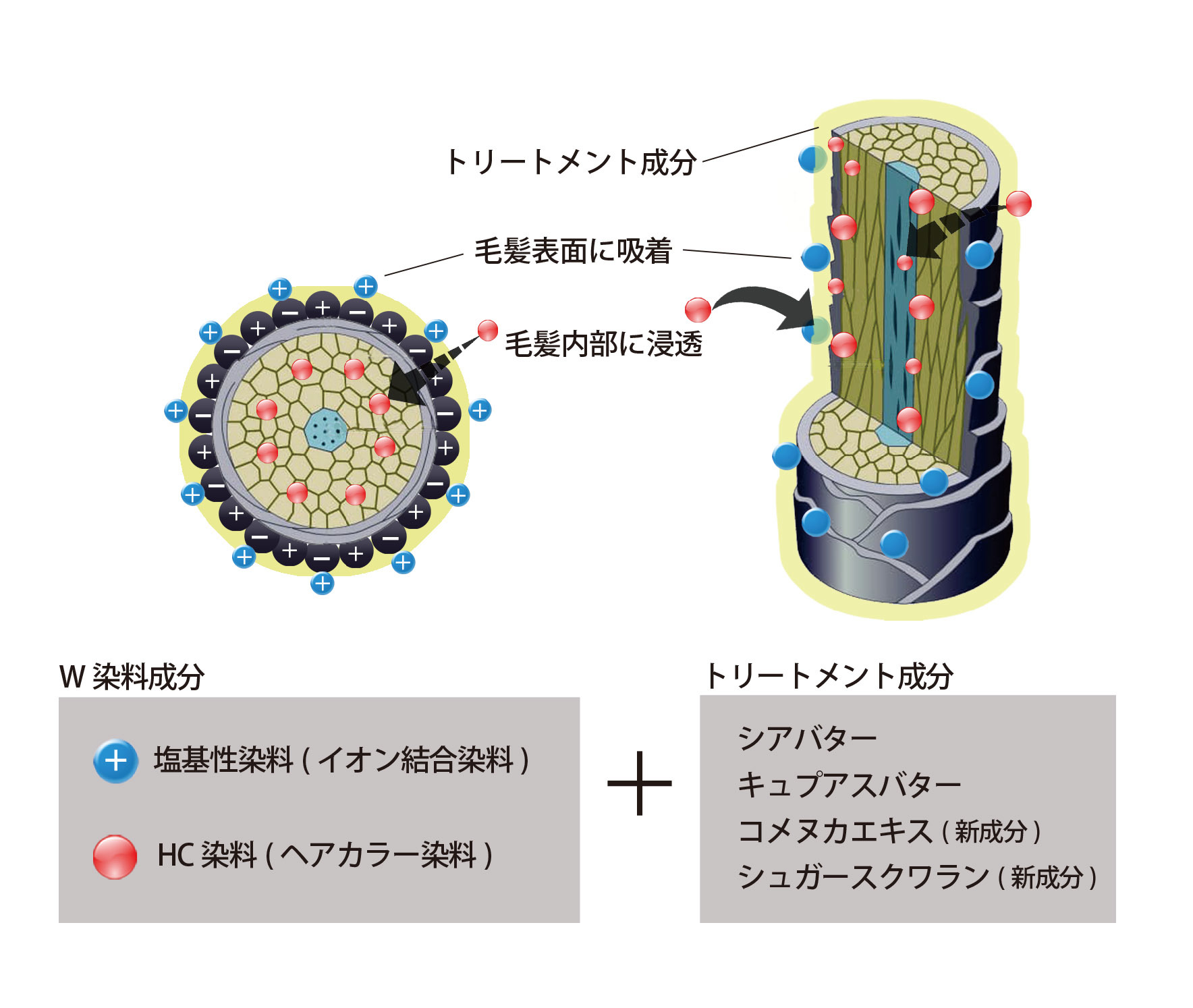 カラトリ染まり方